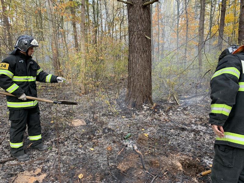 Пожарные ГКУ МО «Мособлпожспас» ликвидировали лесной пожар