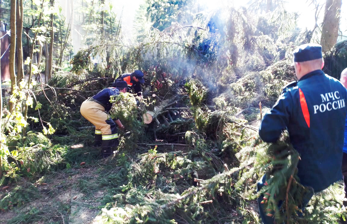 Спасатели ГКУ МО «Мособлпожспас» освободили от упавшего дерева дорогу в Наро-Фоминском городском округе