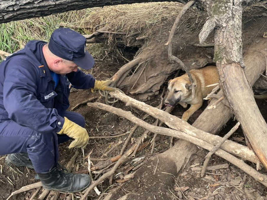 Работники ГКУ МО «Мособлпожспас» спасли собаку, оставленную на привязи без еды и воды