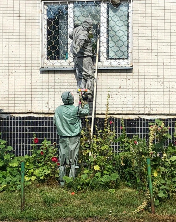 Работники ПЧ-267 ГКУ МО «Мособлпожспас» уничтожили гнездо шершней с окна жилого дома в Солнечногорске