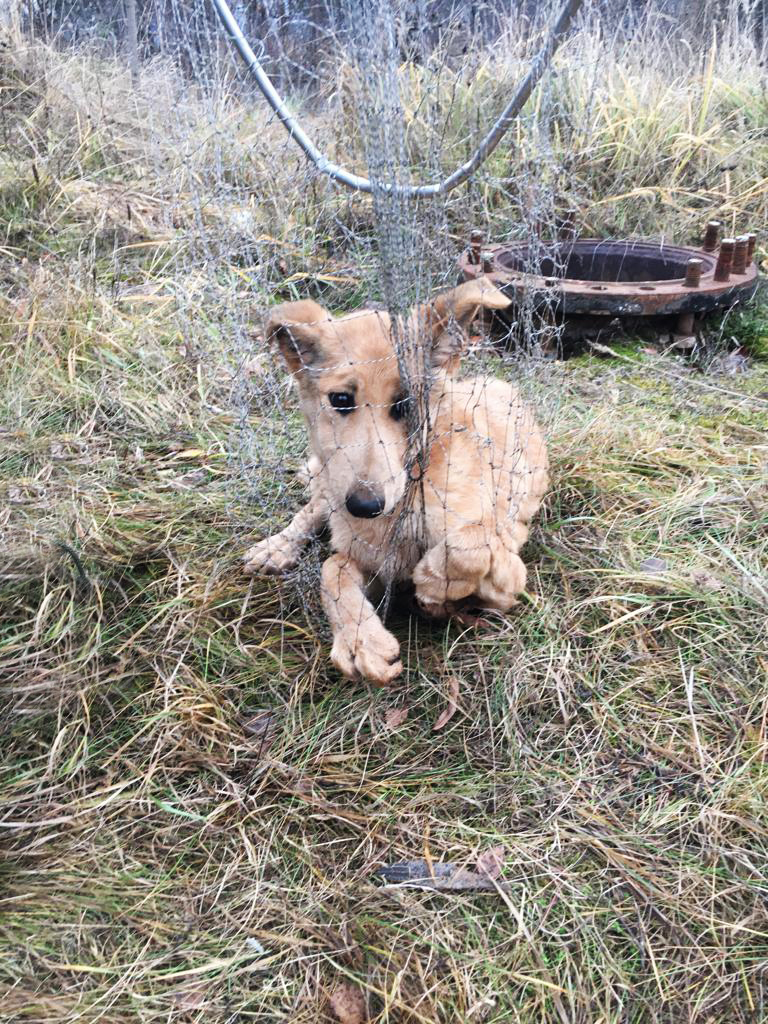 Спасатели ГКУ МО «Мособлпожспас» вытащили собаку из заброшенного колодца