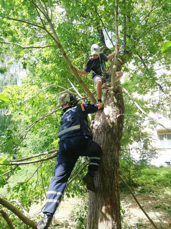 Работники ГКУ МО «Мособлпожспас» помогли мальчику спуститься с высокого дерева