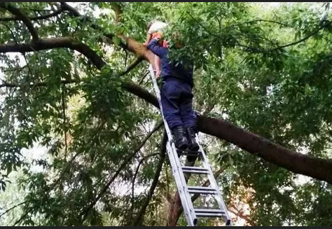 Спасатели ГКУ МО «Мособлпожспас» сняли с дерева мальчика, который полез за котенком