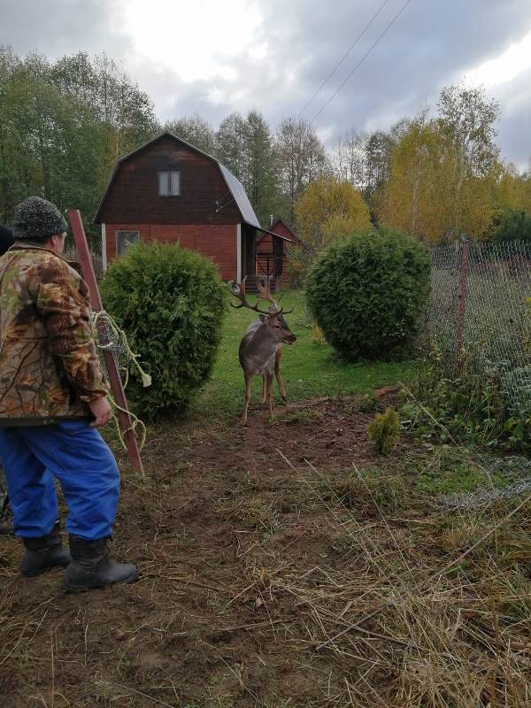Спасатели ГКУ МО «Мособлпожспас» освободили оленя, застрявшего рогами в дачном заборе в Дмитрове