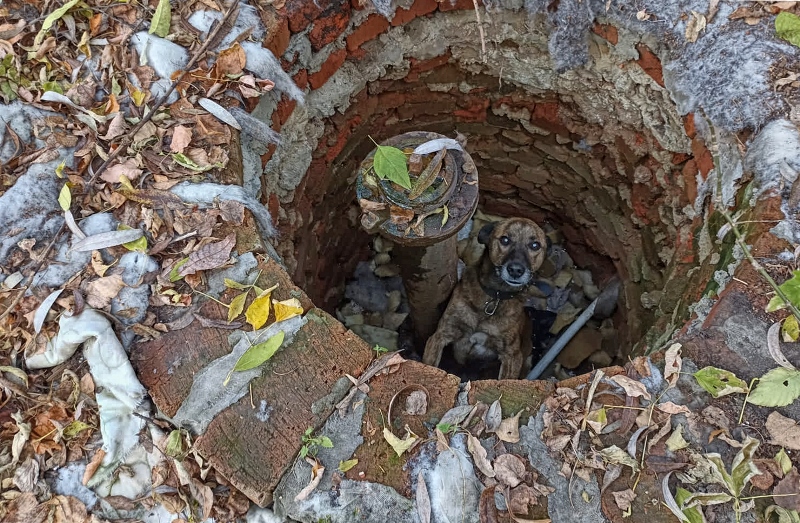 Работники ГКУ МО «Мособлпожспас» спасли собаку, провалившуюся в колодец в Серебряных Прудах