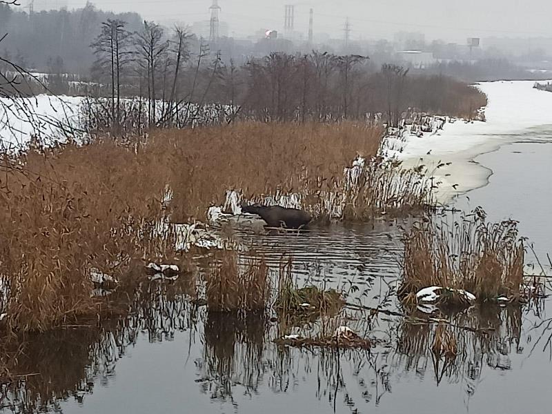 Работники ГКУ МО «Мособлпожспас» спасли лося, который провалился под лёд реки Клязьмы