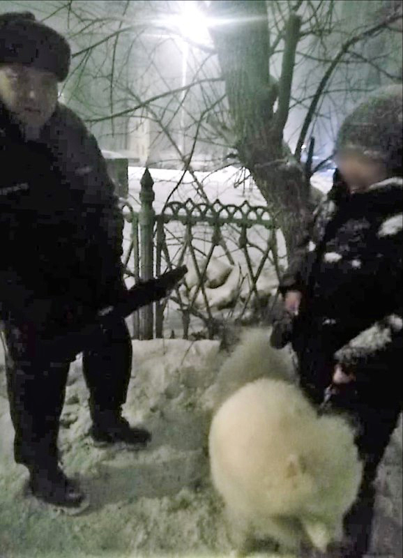Работники ГКУ МО «Мособлпожспас» спасли застрявшую в заборе самоедскую собаку