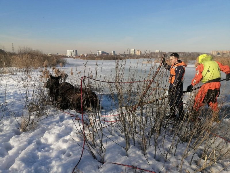 Работники ГКУ МО «Мособлпожспас» вытащили лося, провалившегося под лёд на Яузских болотах