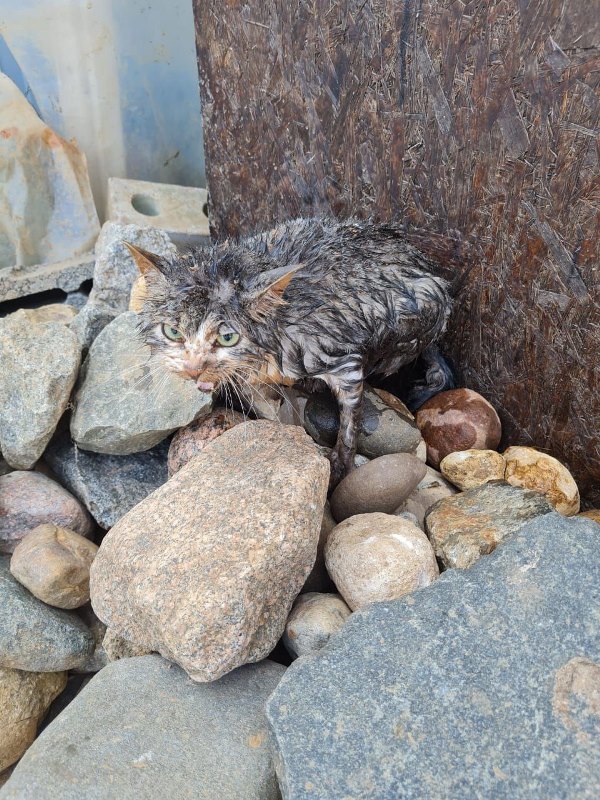 Работники ГКУ МО «Мособлпожспас» спасли кота и собаку, провалившихся в канализационный колодец